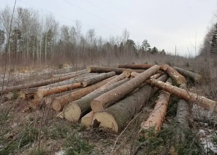 Более 250 уголовных дел возбудили за незаконную вырубку леса в Красноярском крае