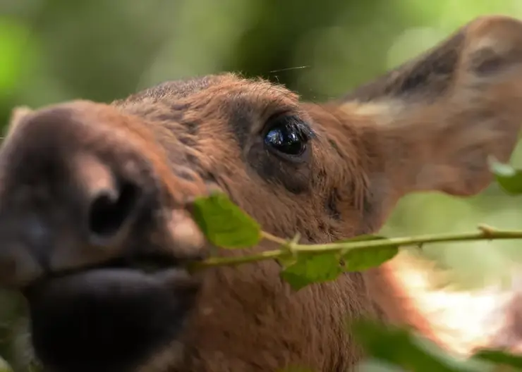 В Красноярском крае издали новую Красную книгу растений и животных