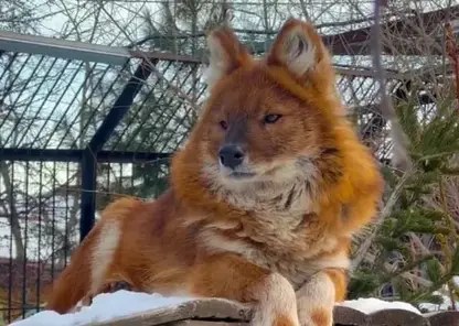 В красноярском «Роевом ручье» показали красавца красного волка (видео)