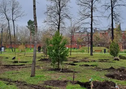 Волонтёры и активисты высадили в Центральном парке Красноярска молодые сосны