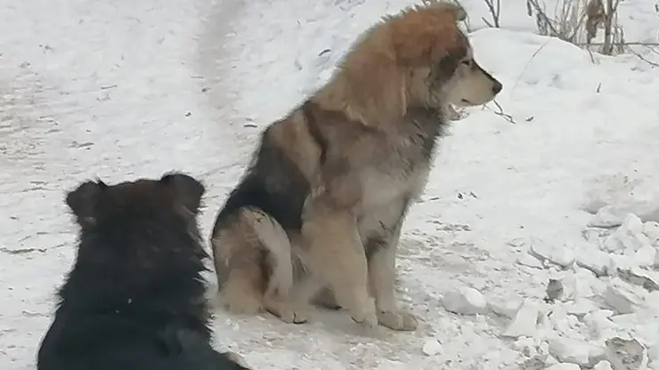 Бродячая собака покусала подростка в Минусинске, он в больнице
