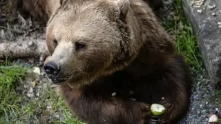 Охотникам в Красноярском крае заплатят 36,5 тысячи за добычу медведя