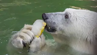 В Роевом Ручье показали, как медведи спасаются от жары в бассейне