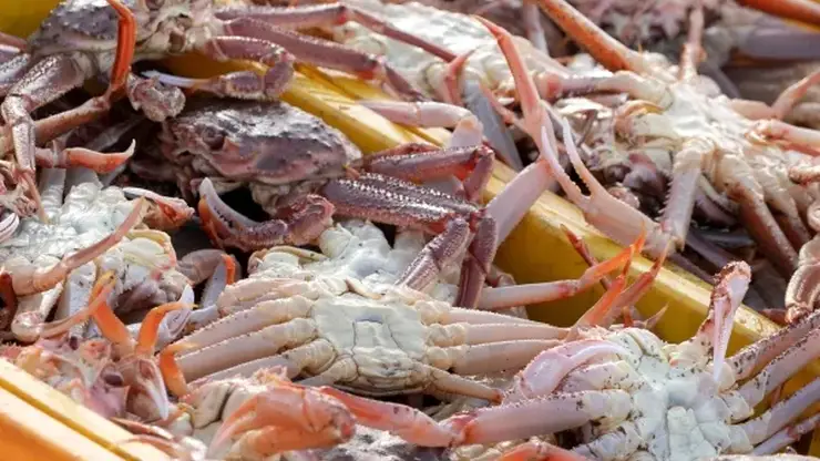 Суд в Приморье взыскал с браконьеров 18 с половиной миллионов рублей за незаконный вылов краба