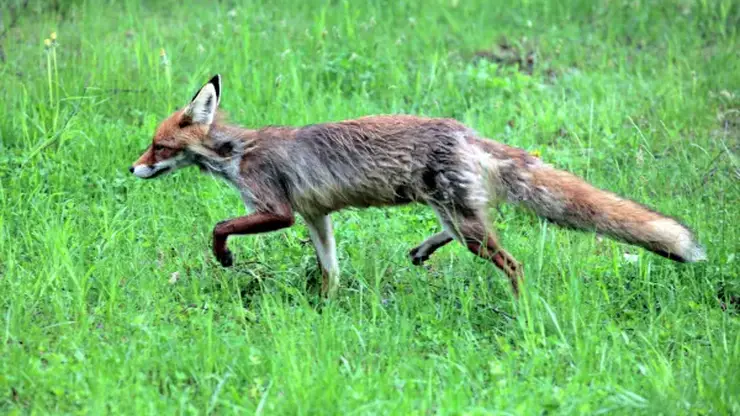 Карантин по бешенству ввели в двух районах Омской области