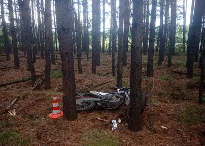 В Новосибирской области погиб 18-летний водитель питбайка, врезавшись в дерево