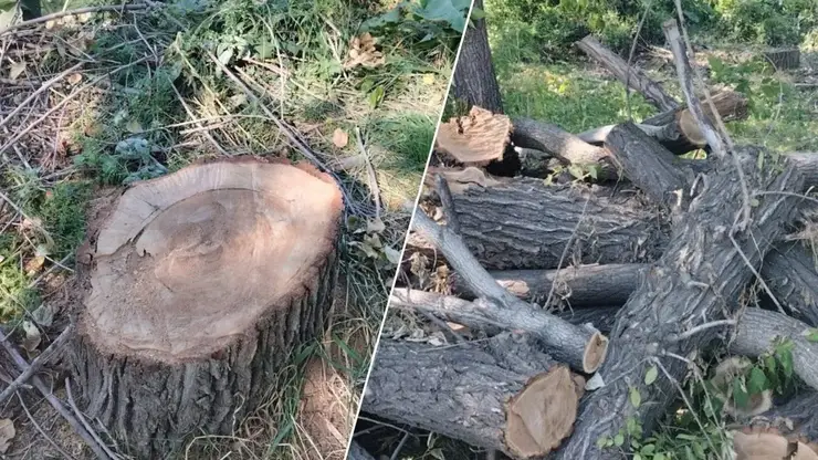 «Хотим строить сауну»: жители Покровки возмущены вырубкой деревьев в единственном сквере