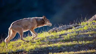 Волки нападают на собак и скот в Забайкалье