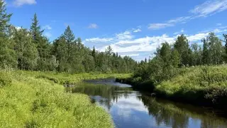 Безопасный метод оценки климатических изменений в арктических лесах предложили ученые СФУ