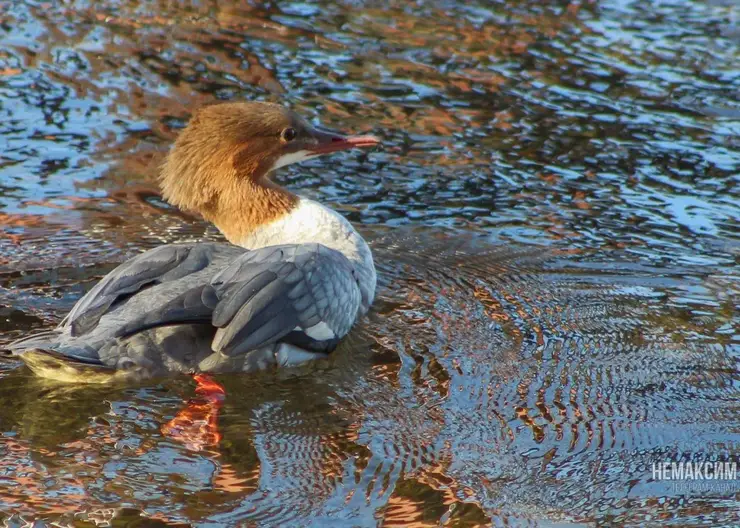 Красноярский блогер заметил зубастую утку на берегу Енисея