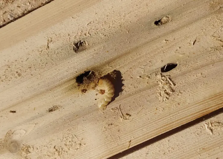 В партии экспортной древесины из Канска обнаружили карантинных вредителей