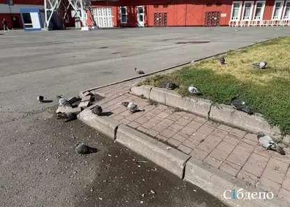 В Кемерове вновь замечены мёртвые голуби — рядом нашли странный порошок