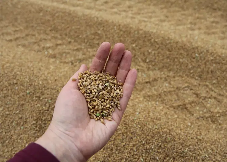 Из Красноярского края на экспорт и в регионы России отгрузили более миллиона тонн зерна