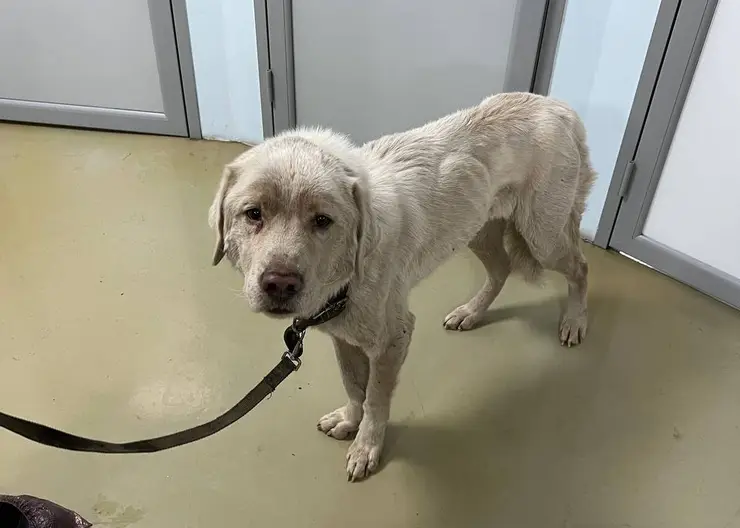 Красноярцы перевели около 400 тысяч рублей на собак, спасенных из гаража