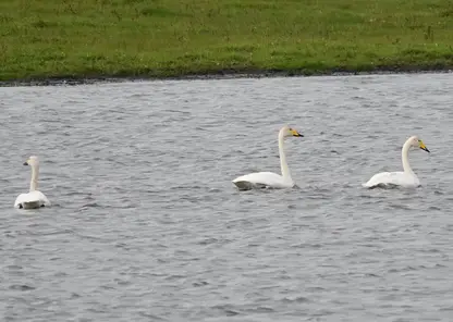 Танец редких краснокнижных лебедей засняли на юге Красноярского края