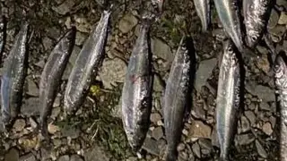 27-летний иркутянин попался на незаконной рыбалке: ущерб превысил 55 тысяч 27-летний иркутянин попался на незаконной рыбалке: ущерб превысил 55 тысяч