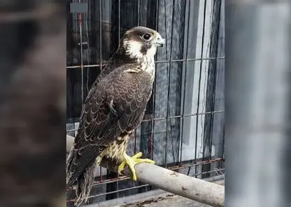 Полиция пресекла незаконную продажу краснокнижного сокола-сапсана в Канске