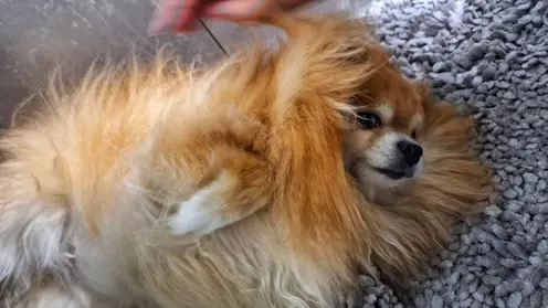 В Забайкалье штрафовать за отсутствие чипа у собак будут только по заявлениям граждан