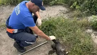 Бездомного щенка вытащили из глубокого коллектора с водой спустя двое суток заточения в Лесосибирске