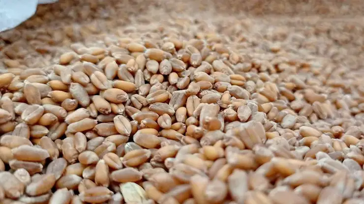 Красноярский край впервые отправил пшеницу во Вьетнам