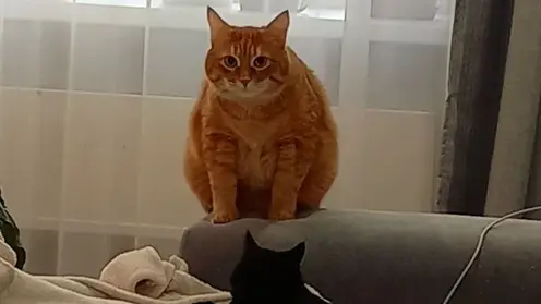 «Регистрация необходима»: Домашних животных может ждать обязательное чипирование и учет