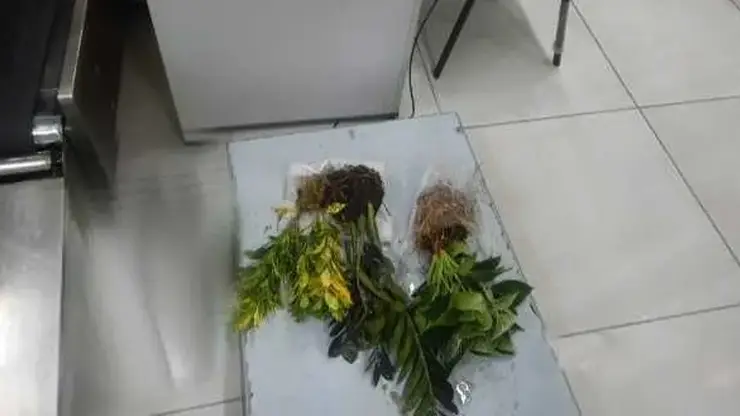 Любительница комнатных растений заплатит штраф за попытку ввоза цветов без документов в Новосибирск