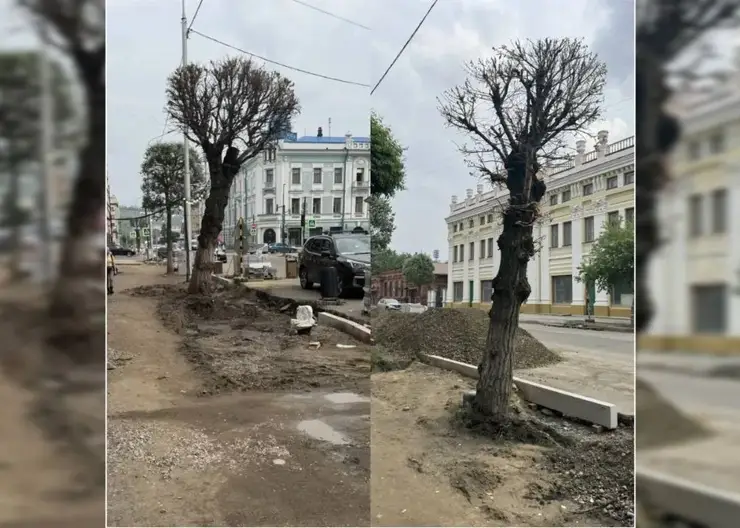 «Не проснулись»: в центре Красноярска вырубят ещё три сухих дерева