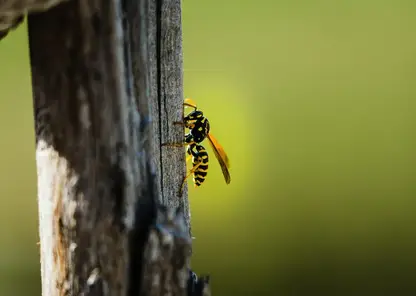 Россиянам рассказали, что делать при обнаружении в доме осиного гнезда