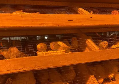 630 здоровых попугаев привезли в Красноярский край из Кыргызстана