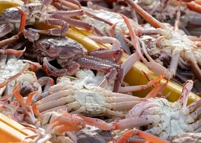 Суд в Приморье взыскал с браконьеров 18 с половиной миллионов рублей за незаконный вылов краба