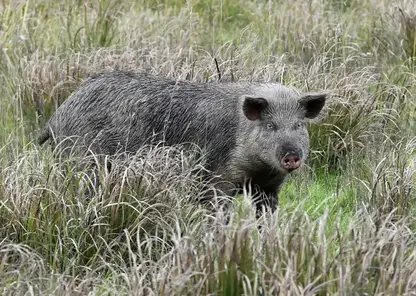 В Новосибирской области продолжается изъятие свиней у фермеров