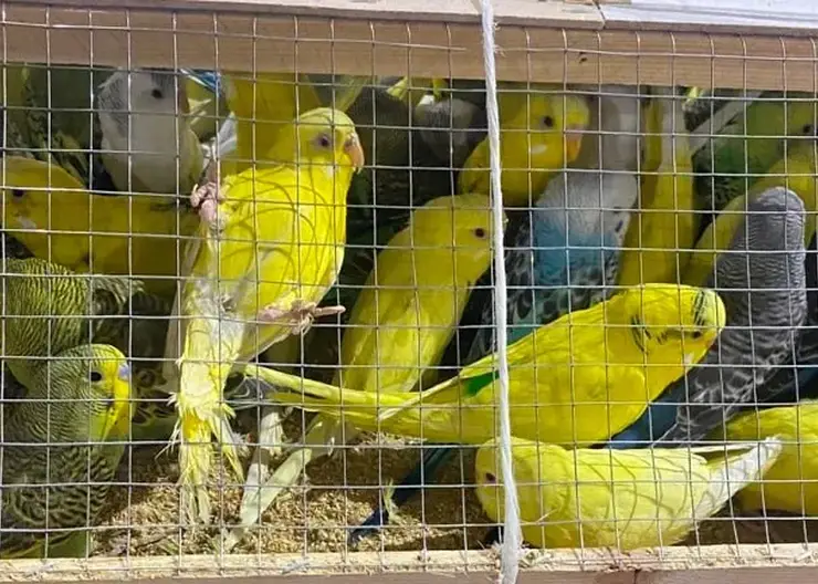 В Красноярск прибыла крупная партия декоративных птиц из Киргизии