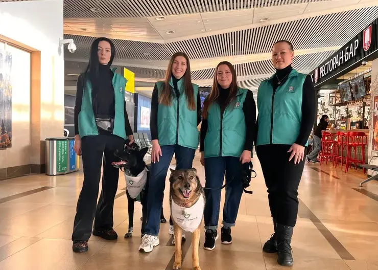 В красноярском аэропорту появились собаки эмоциональной поддержки