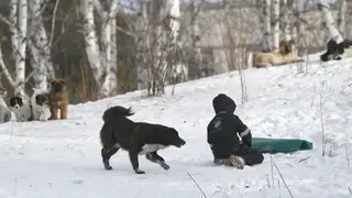 Глава СК РФ Александр Бастрыкин получит доклад о нападении собак на ребенка в Канске