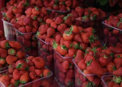 Красноярцам рассказали о пользе клубники