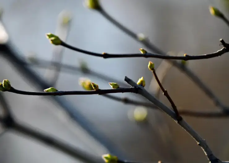 В Красноярске потеплеет до +20 градусов