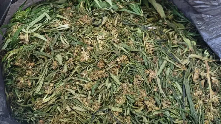 Мужчину с 600 граммами марихуаны задержали в Красноярском крае