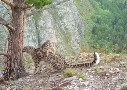 В Саяно-Шушенском заповеднике в фотоловушку попали игривые котята снежного барса