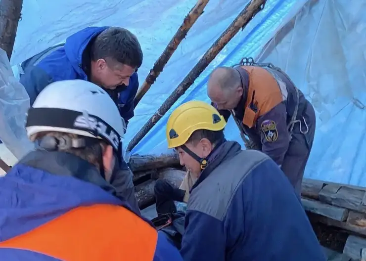 В Красноярском крае на сборщика кедровых орехов напал медведь