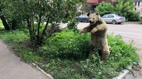 Красноярцев перепугало чучело медведя