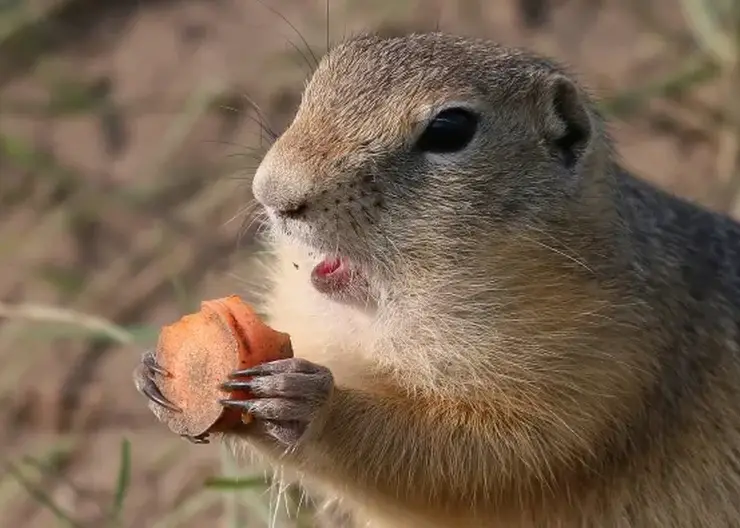 Суслики начали просыпаться на острове Татышев: красноярцы заметили нескольких