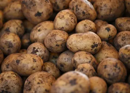 Каждый житель Красноярского края съедает 56 килограммов картофеля в год