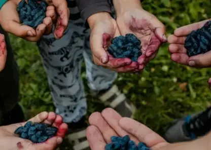 Томские ученые помогли «Северному саду» собрать рекордный урожай жимолости