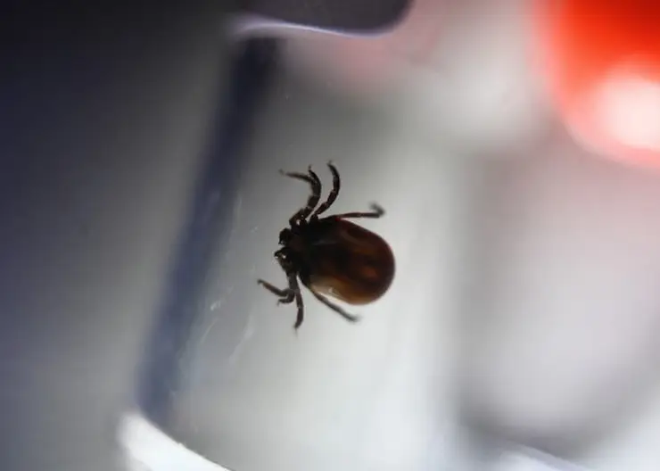 Первые случаи присасывания клещей в Красноярском крае ожидаются в ближайшие 2-3 недели