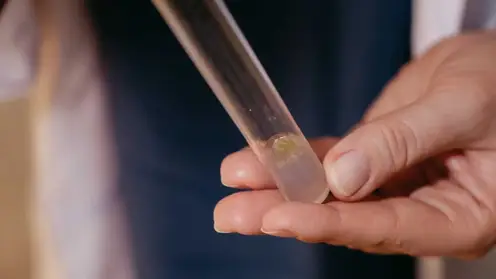 Красноярские ученые выяснили, как наночастицы железа ускоряют рост пшеницы