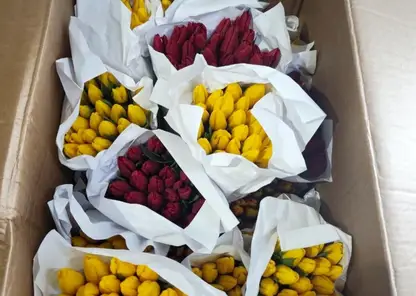 17 тонн тюльпанов и орхидей привезли в Красноярск из-за границы к 8 Марта