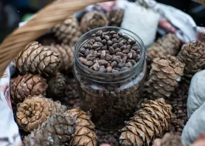 Томский кедровый орех покоряет ОАЭ, Китай и Казахстан: экспорт взлетел на треть