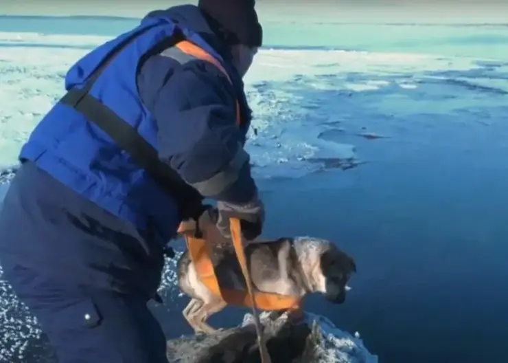 Спасатели достали со льдины домашнюю собаку под Дивногорском