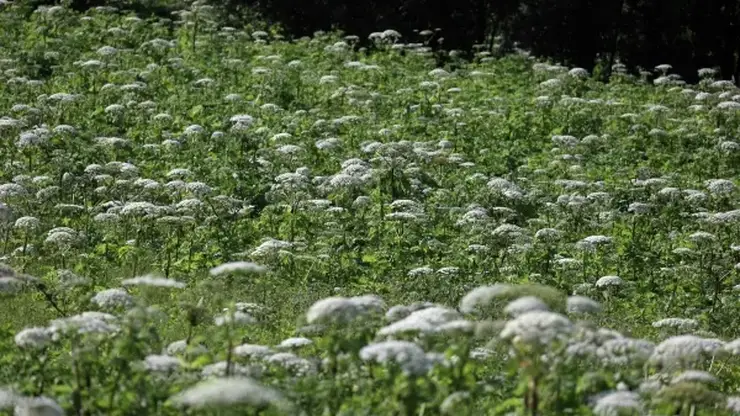 Россиян предупредили о штрафах за борщевик на участке