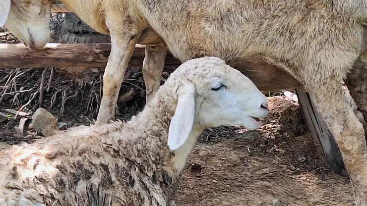 Карантин по бешенству объявлен в Кузбассе: введены строгие ограничения